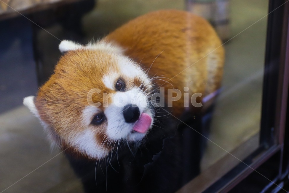 animal,panda,zoo,동물원,동물,판다,레서판다,동물,animal,포유류,mammal