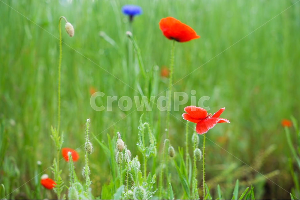 꽃,양귀비,식물,화초,설화,자연,재배,식물,자연,plants,nature,꽃,flower