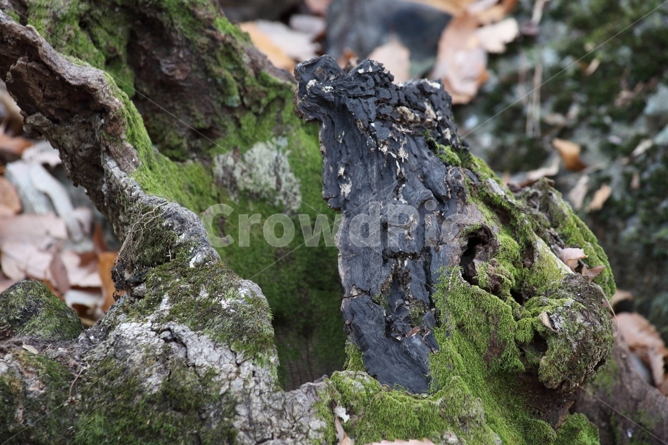 이끼,죽은나무,나무,wood,plant,treemoss,climacium,나무이끼,식물,자연,plants,nature,나무,trees,wood