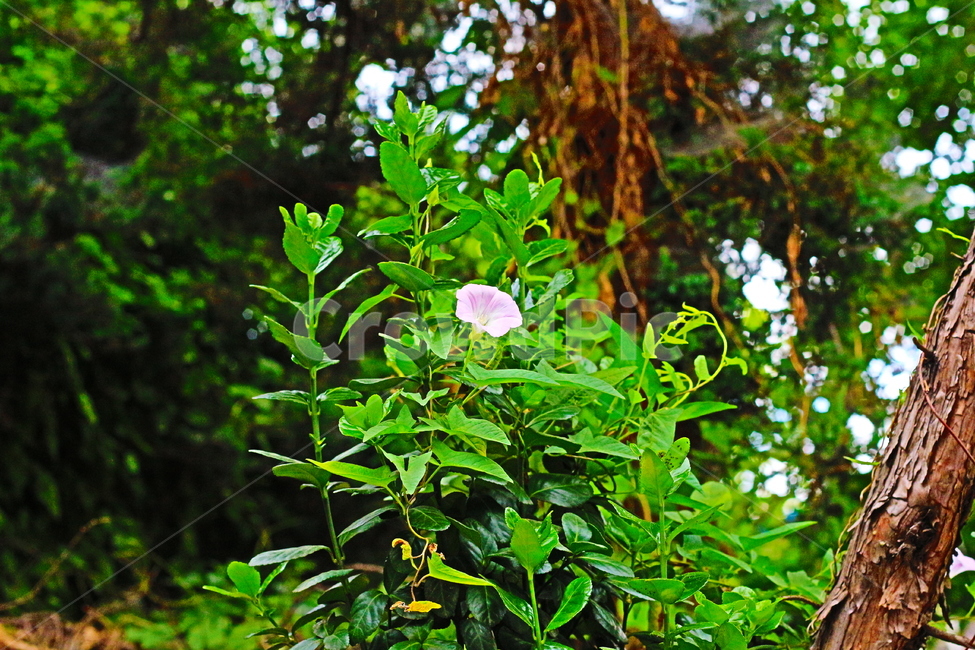 식물,녹색,잡초,잎,여름식물,식물,자연,plants,nature,꽃,flower