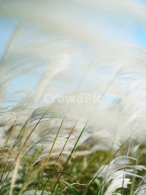 제주,바람,억세,11월,겨울,식물,자연,plants,nature,꽃,flower