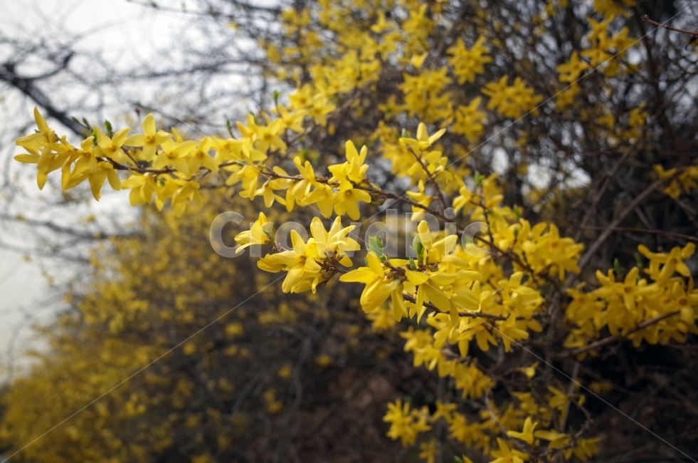 보라매공원,풍경,개나리,바탕화면,봄,봄,계절,spring,season,식물,자연,plants,nature,꽃,flower,plant