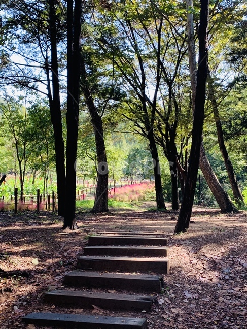 tree,나무,plant,식물,vegetation,초목,ground,바닥,nature,자연,land,나라,woodland,삼림지,forest,숲,path,통로