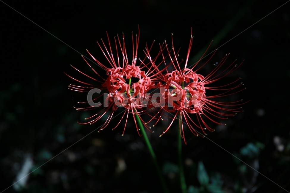 선운사,꽃무릇,꽃,만날수없는사랑,사랑,식물,자연,plants,nature,꽃,flower