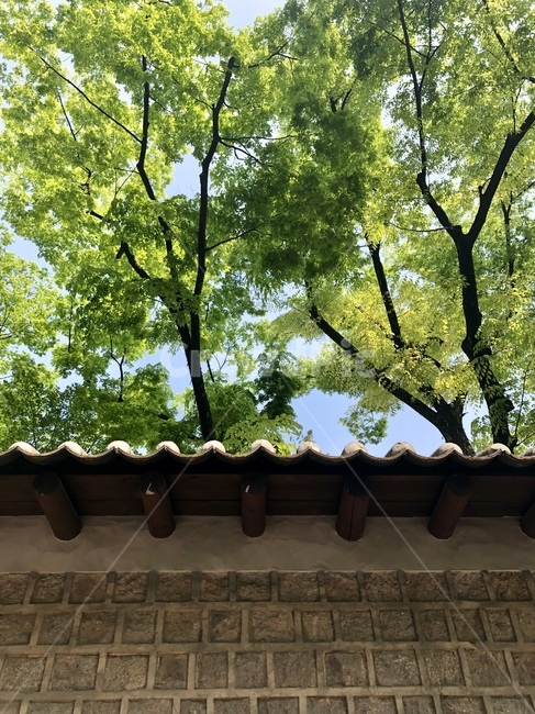 하늘,바람,돌담,돌담길,나무,여름,산책,자연,휴식,햇볕,나뭇가지,서울