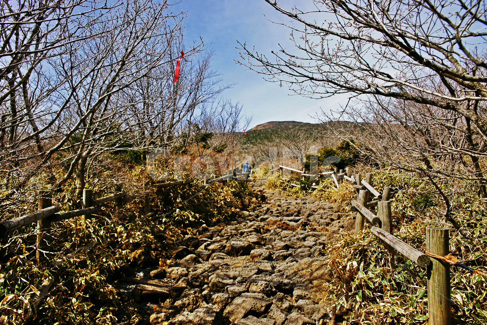 탐방로,등산로,현무암,조릿대,숲,나무,한라산,한라산국립공원,제주도,자연,성판악코스