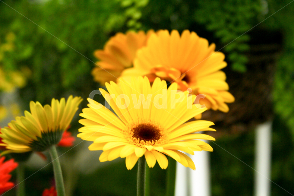 노란색꽃,예쁜꽃,꽃이미지,꽃잎,꽃,식물,자연,plants,nature,꽃,flower