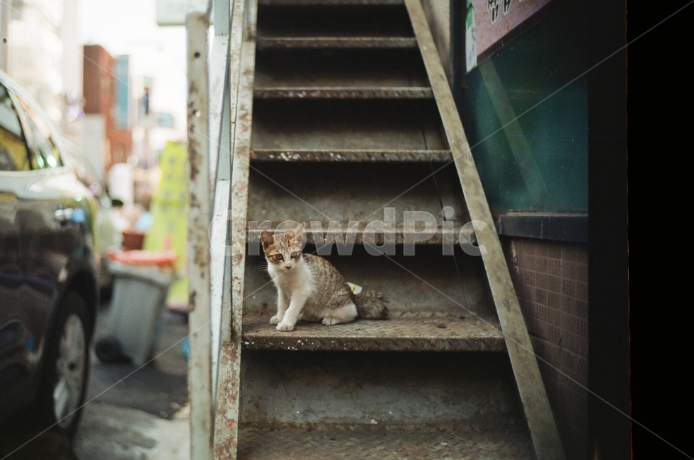 필름,감성,고양이,동물,골목