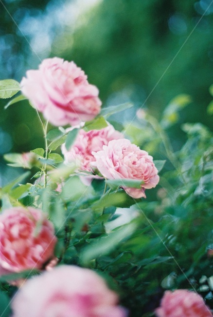 장미,rose,꽃,덩쿨,하늘,자연,여름,사랑,보케,식물,자연,plants,nature,꽃,flower