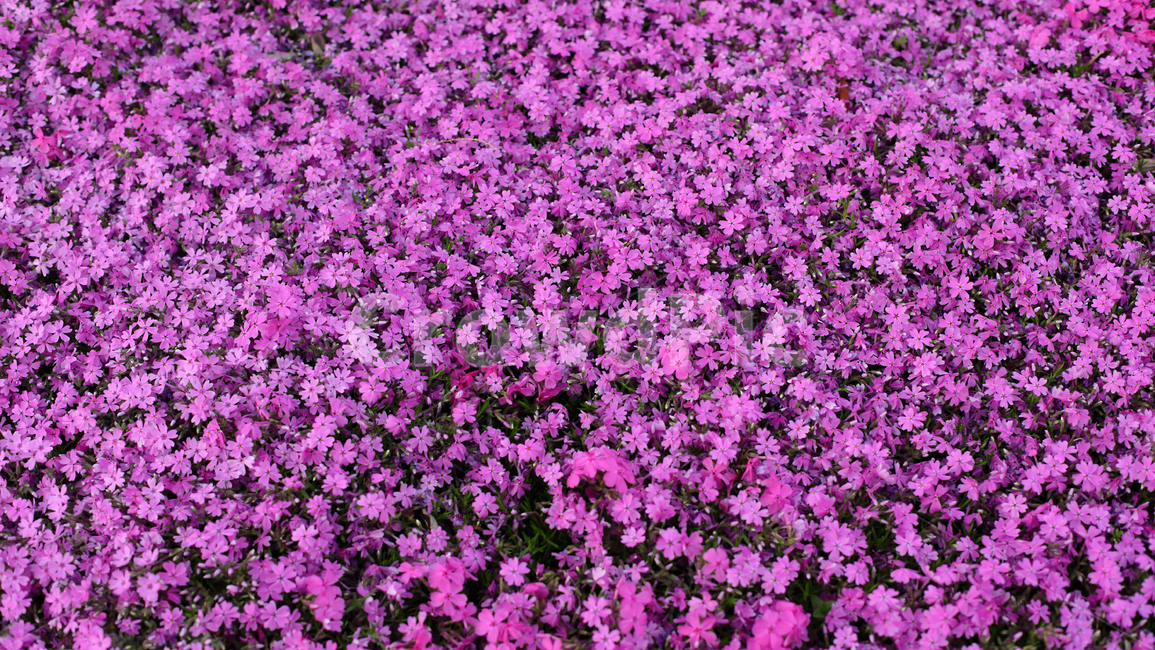 보라색,purple,식물,꽃잎,꽃잔디,flower,봄,식물,자연,plants,nature,꽃,flower