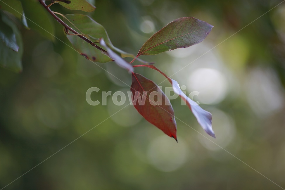 식물,나뭇잎,보케,나무,감성,식물,자연,plants,nature