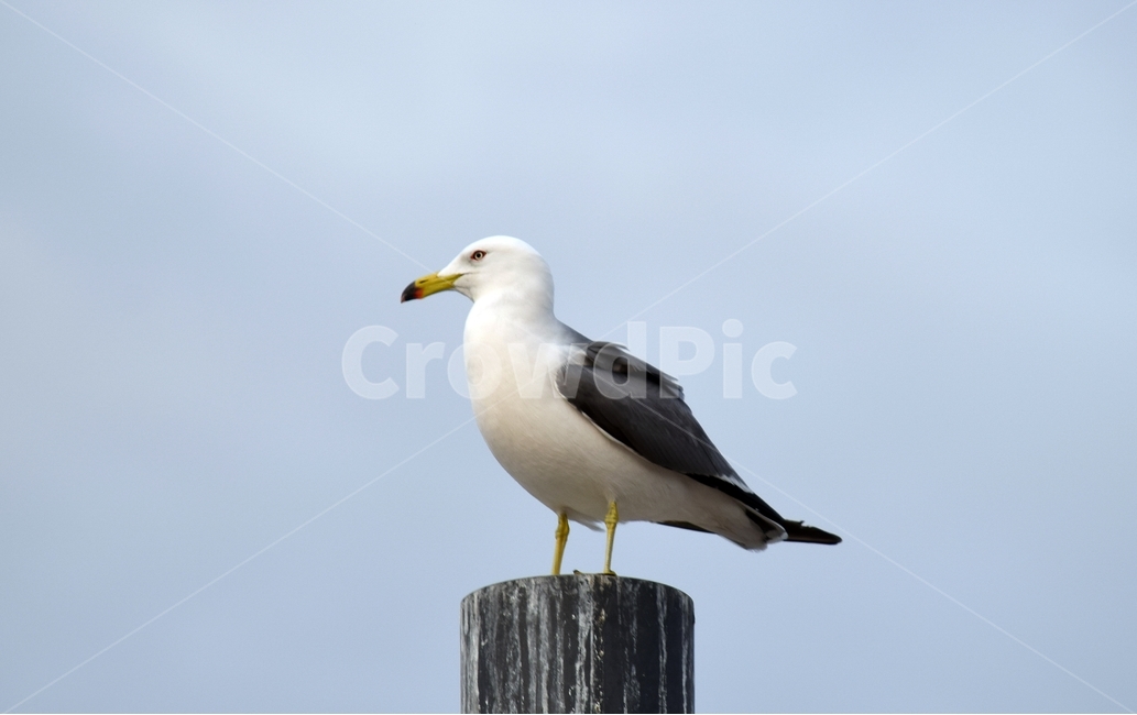 갈매기,조류,동물,바닷가,새,동물,animal,조류,새,birds