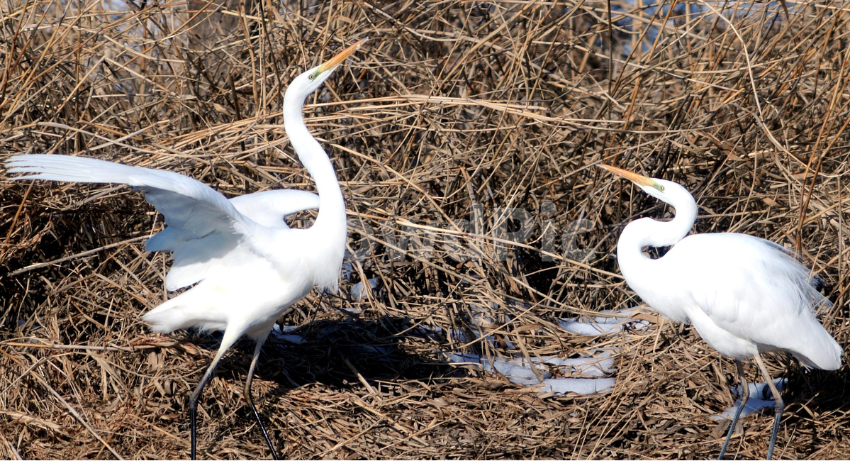 백로,새,bird,철새,한쌍,동물,animal,조류,새,birds