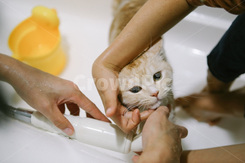 고양이,고양이목욕,목욕하는고양이,동공부자,목욕시간,귀여운고양이,cat,동물,animal,포유류,mammal,고양이,cat,kitten,kitty,사람,인물,인간,human,person,신체일부,몸,body,감성,sensible,feeling