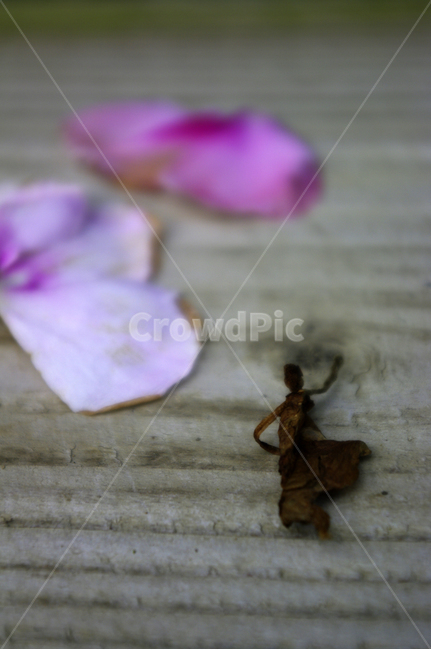 꽃,flower,plant,color,꽃잎,식물,자연,plants,nature,꽃,flower