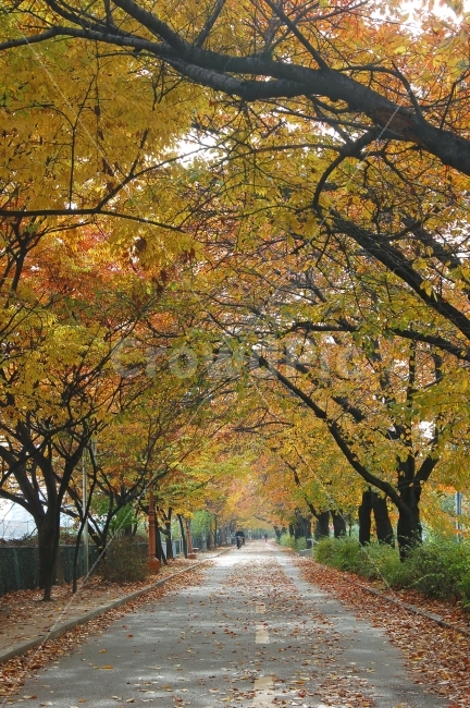 가을,단풍,낙엽,길,가로수,나무,산책,산책로,풍경,도로,가을풍경,단풍길,자연,풍경,nature,landscape,가을,계절,fall,autumn,season,plant,식물,tree,tree trunk,나무 줄기,outdoors,옥외