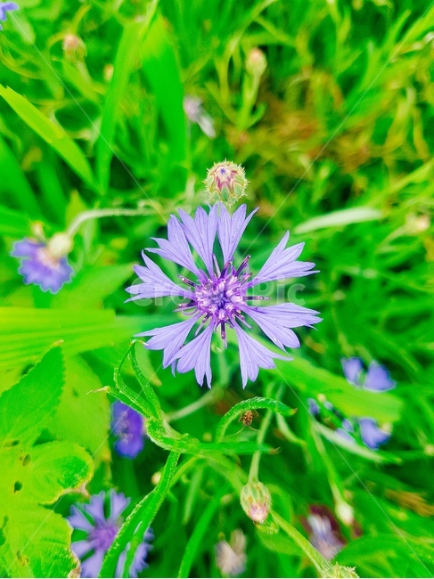 꽃,식물,자연,보라색,잔디,식물,자연,plants,nature,꽃,flower