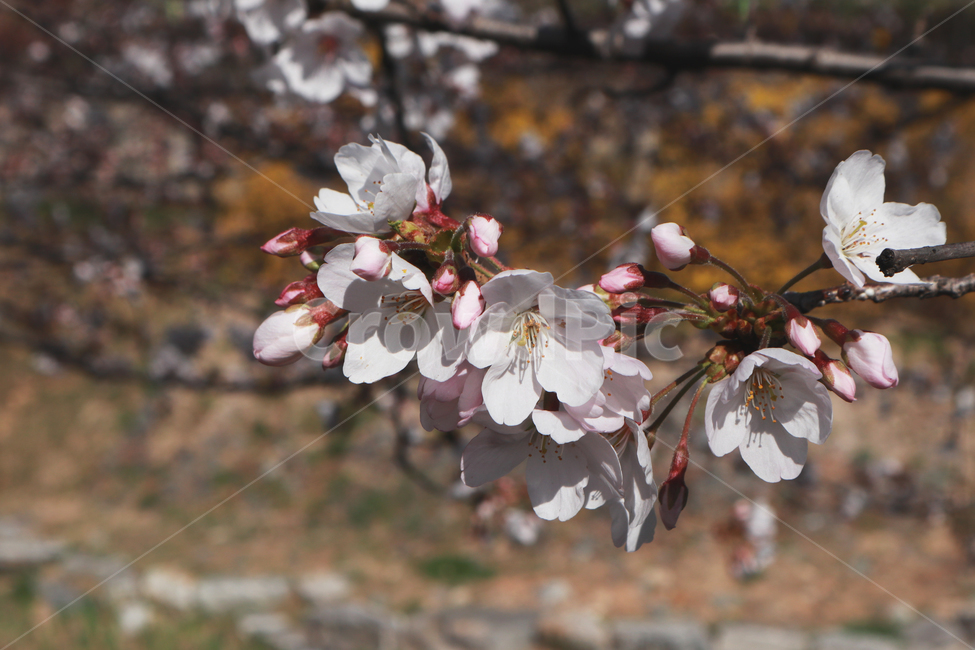 봄,벚꽃,꽃,spring,계절,시즌,season,꽃봉우리