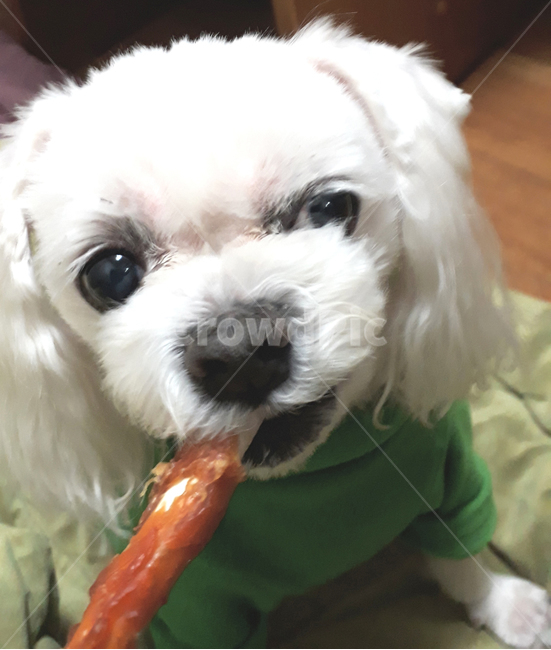 개,강아지,말티즈,마르티스,동물,댕댕이,애니멀,animal,말티스,마르티즈,pet,dog,nature,자연,동물보호,동물,animal,포유류,mammal,개,강아지,dog,doggy