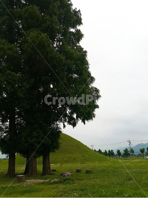 나무,들,filed,tree,green,녹음