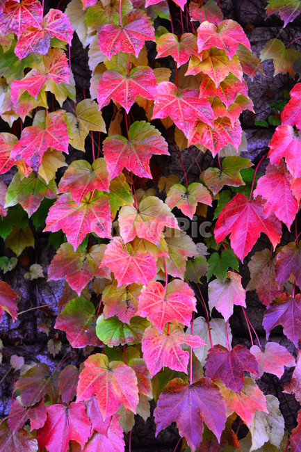 가을,담쟁이덩굴,덩굴식물,가을배경,가을서정,가을감성,가을분위기,autumn,fall,background,plant,leaf,식물,단풍,물들다,계절,시즌,season,잎,잎새,잎사귀,이파리,colorful,칼라풀,자연,배경,바탕,백그라운드,알록달록,가을,계절,fall,autumn,season,tree,나무
