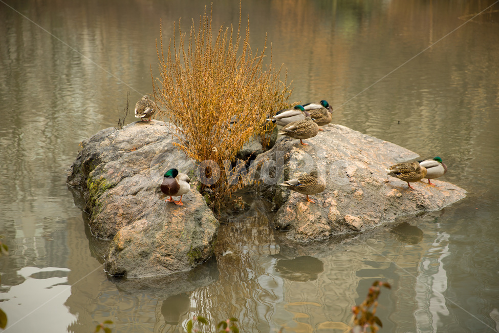 animal,beautiful,beauty,bird,centralparknewyorkcity,duck,green,natural,nature,outdoor,park,pond,water,wild,wildlife,오리,공원,연못,센트럴파크,뉴욕