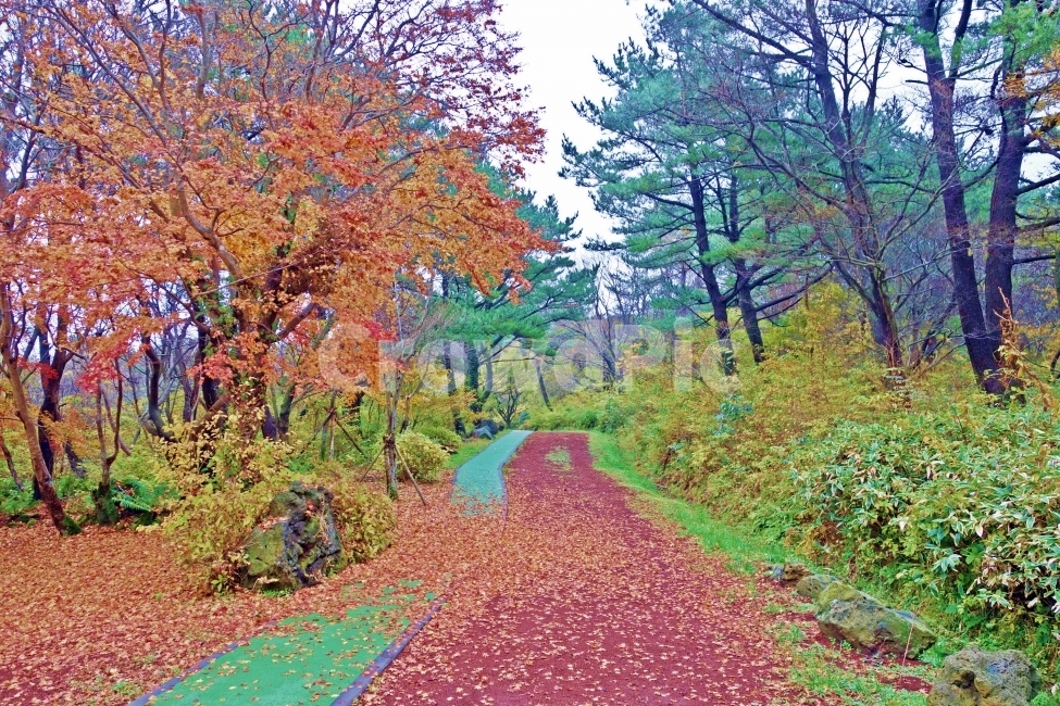 제주도,한라생태숲,단풍,낙엽,산책로,가을,단풍나무,단풍잎,잎,나뭇잎,빨간,갈색,빨간색,제주,제주도여행,제주여행,산책,여행,자연,풍경,경치,풀,녹색,한적,여유,힐링,휴가,숲,길,아름다운,전망,그림,같은,뷰,풍광,가을,계절,fall,autumn,season,자연,풍경,nature,landscape,tree,나무,plant,식물,path,통로