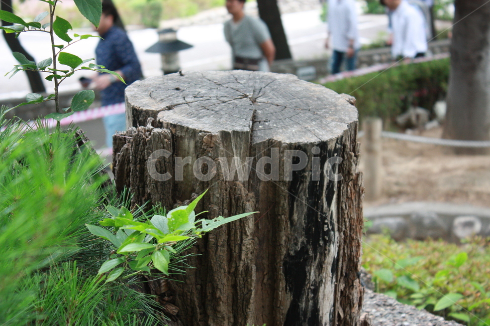 summer,tree,plant,식물,나무,꽃