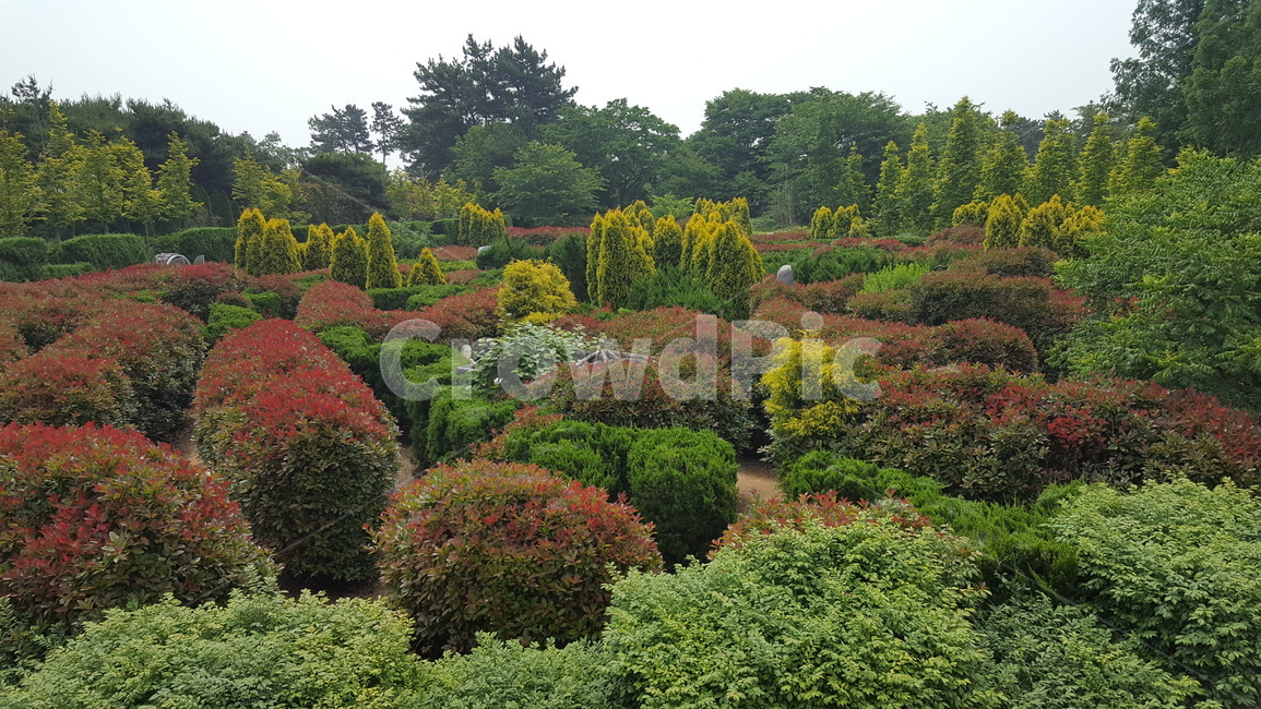 tree,나무,plant,식물,미로숲,숲,식물,자연,plants,nature