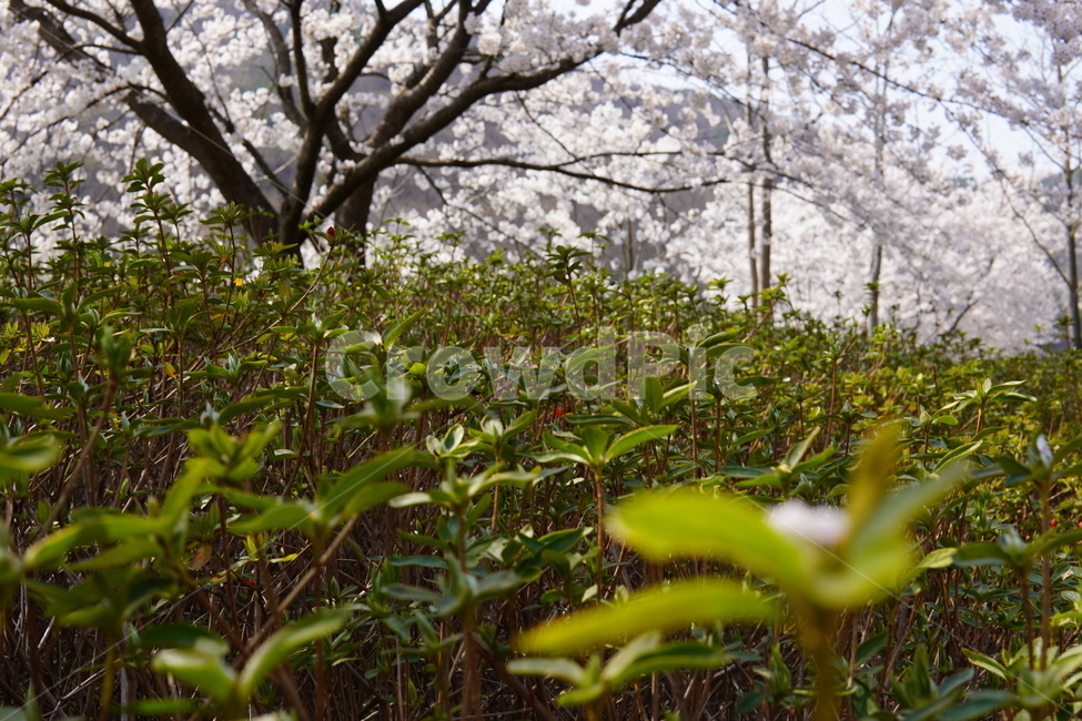 벚꽃,꽃,봄,4월,따듯한,저수지