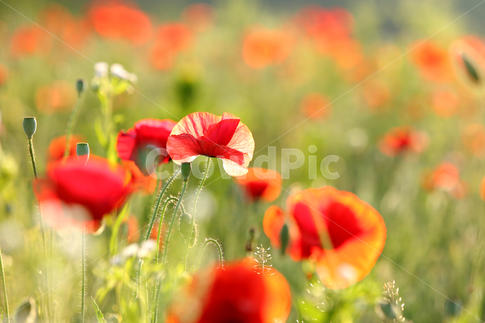 korea,gangwondo,landscape,nature,flower,poppy,garden,senset,summer,한국,자연,풍경,꽃,양귀비,양귀비밭,노을,여름,여름꽃,계절,식물,자연,plants,nature,꽃,flower