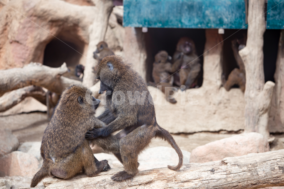animal,mammal,wildlife,monkey,동물,원숭이,동물원,우리,무리,원숭이무리,포유류,영장류,몽키,긴꼬리,유인원,꼬리,무리생활