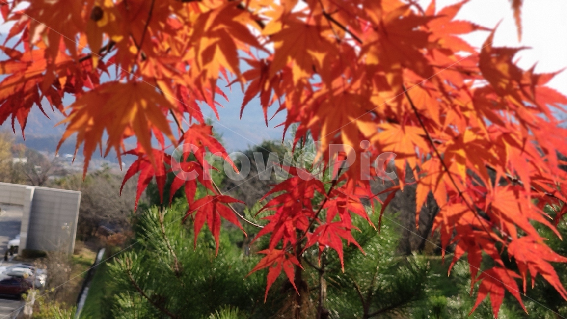 단풍,단풍잎,가을,가을단풍,plant,식물,leaf,잎,tree,나무,가을,계절,fall,autumn,season