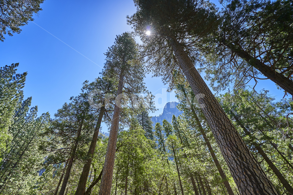 yosemite,요세미티,국립공원,나무,산,풍경,하늘,공원,전망,파노라마,힐링,휴식,자연,풍경,nature,landscape,해외,외국,세계,foreign,oversea,world,세계자연풍경,해외자연풍경,외국자연풍경,world nature landscape,tree,plant,식물,redwood,세쿼이아,light,빛,flare,플레어