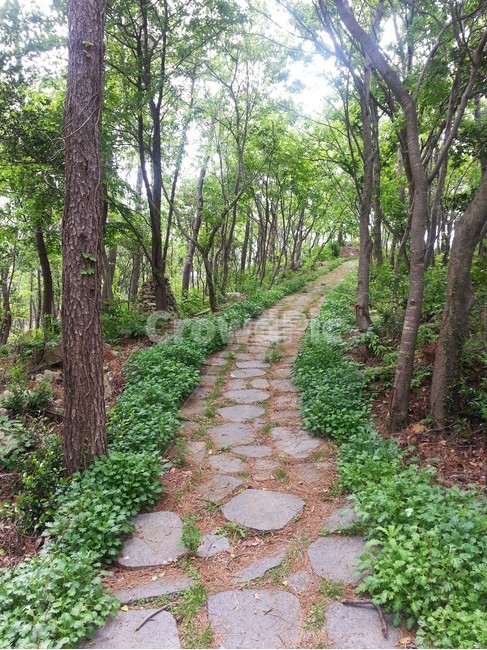 산속길,오솔길,나무,숲길,여름