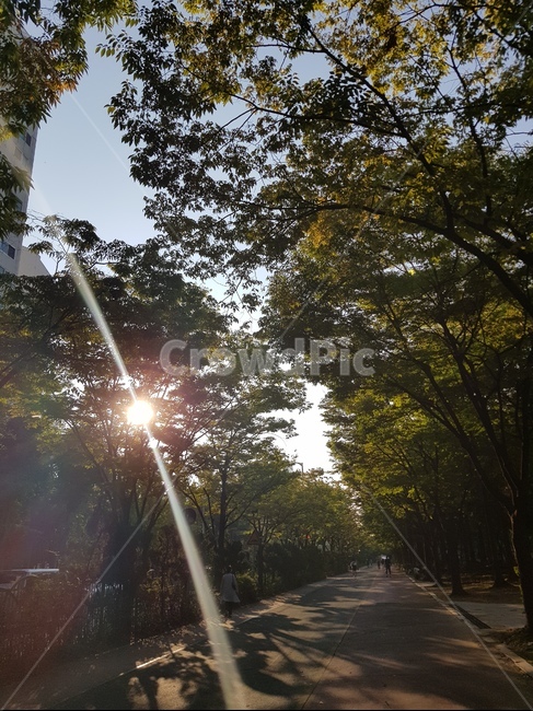 가을,산책,빛,나무,autumn,stroll,light,tree