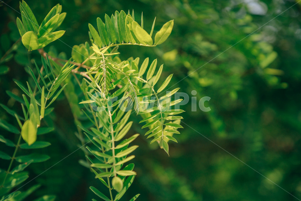초록,풀,자연,여름,싱그러움,연두,햇살,햇볕,식물,자연,plants,nature,꽃,flower,비,비오는날,rain,rainy