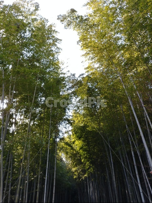 대나무,대나무숲,여름,식물,자연,나무,초록,plant,자연,풍경,nature,landscape