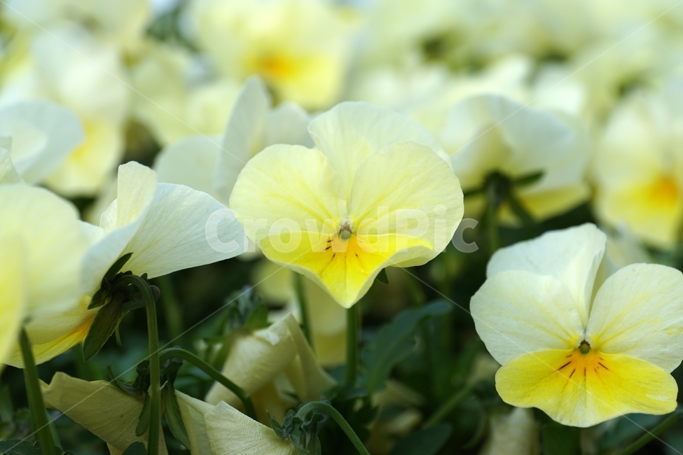 플라워,flower,식물,plants,나뭇가지,자연,nature,봄꽃,꽃사진,접사,마크로,macro,closeup,클로즈업,풍경,landscape,spring,한국자연,입춘,4월,april,감성,감성사진,힐링,힐링사진,느낌,feel,feeling,snap,스냅,스냅사진,꽃밭,화단,팬지꽃,비올라,제비꽃,pansy,Viola,현화식물문,쌍떡잎식물강,초화,식물,자연,plants,nature,꽃,flower