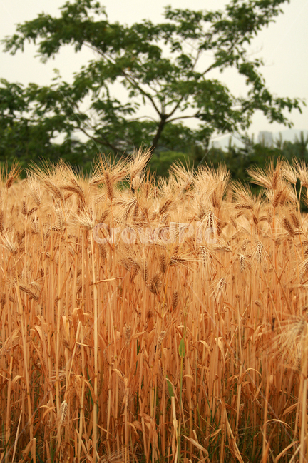 보리,보리밭,식물,plants,nature,바람,자연,풍경,nature,landscape,plant