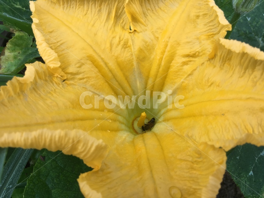 꽃,호박꽃,자연,식물,잎,벌레,노랑,벌,호박잎,잎사귀,leaf,pumpkinflower,flower,bee,stamen,수술,꽃술,nature,plant,야외