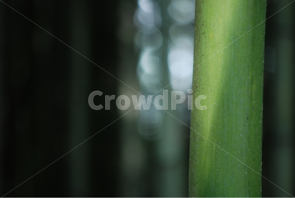 대나무,자연,plant,대나무숲,식물,식물,자연,plants,nature