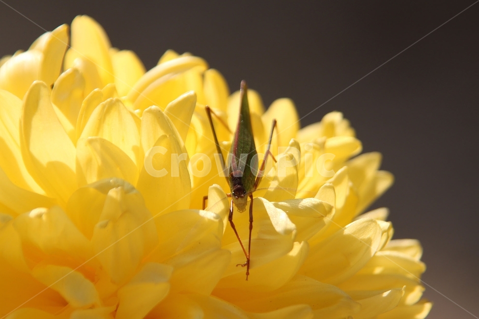 사마귀,꽃,국화,가을,노란국화,자연,식물,자연,plants,nature,꽃,flower,동물,animal,곤충,벌레,insect,bug