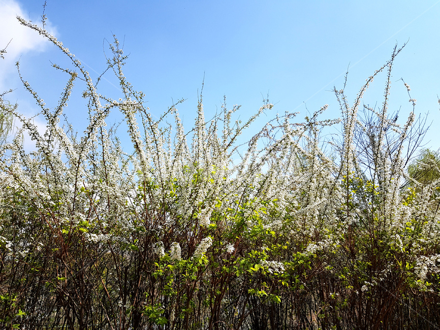 조팝나무,봄,꽃,식물,자연,예쁜꽃,꽃배경,abridalwreath,식물,자연,plants,nature