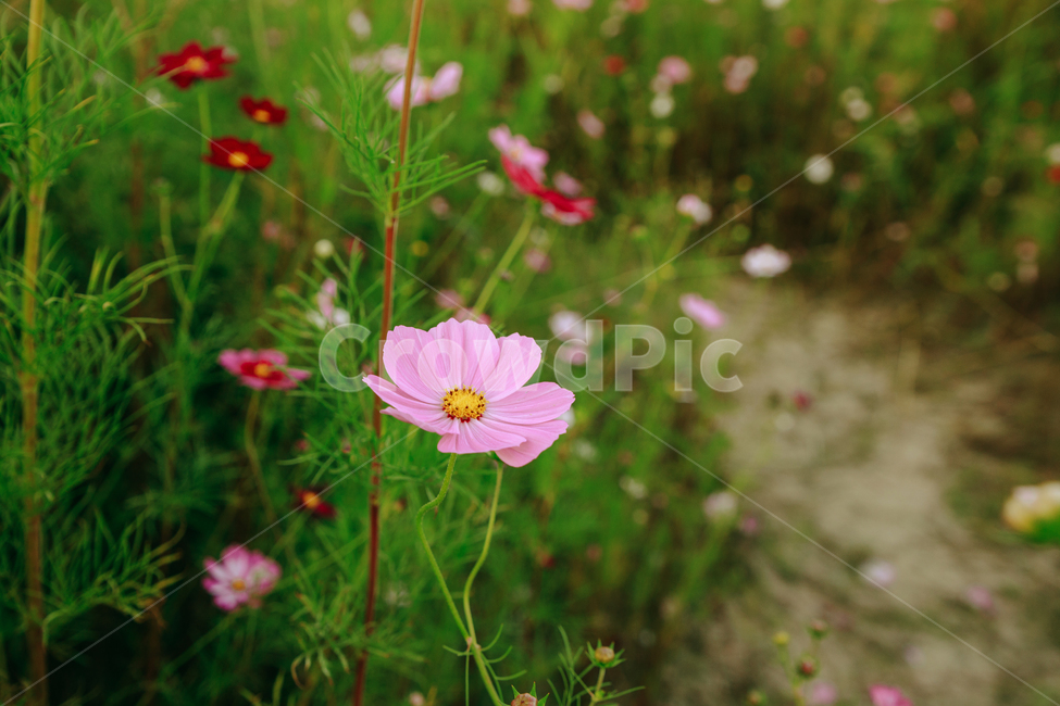 코스모스,꽃,자연,식물,가을,아름다운,commoncosmos,가을,계절,fall,autumn,season,식물,자연,plants,nature,꽃,flower,blossom,geranium,제라늄,plant