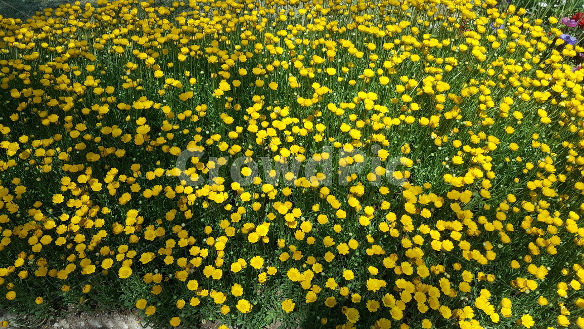꽃,화단,컬러,색상,풍경,자연,봄꽃,봄
