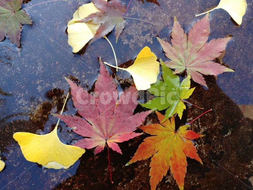 가을단풍,엽록소,가을,leaf,잎,plant,식물,maple,단풍