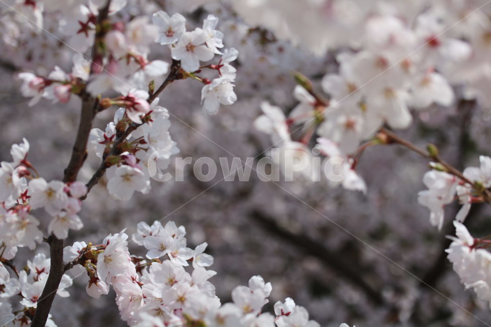 벚꽃,꽃,봄,분홍색,하얀색,갈색,계절,색깔,식물,자연,cherryblossom,pink,brown,white,flower,spring,season,color,plant,nature,봄,계절,spring,season,식물,자연,plants,nature,꽃,flower,blossom
