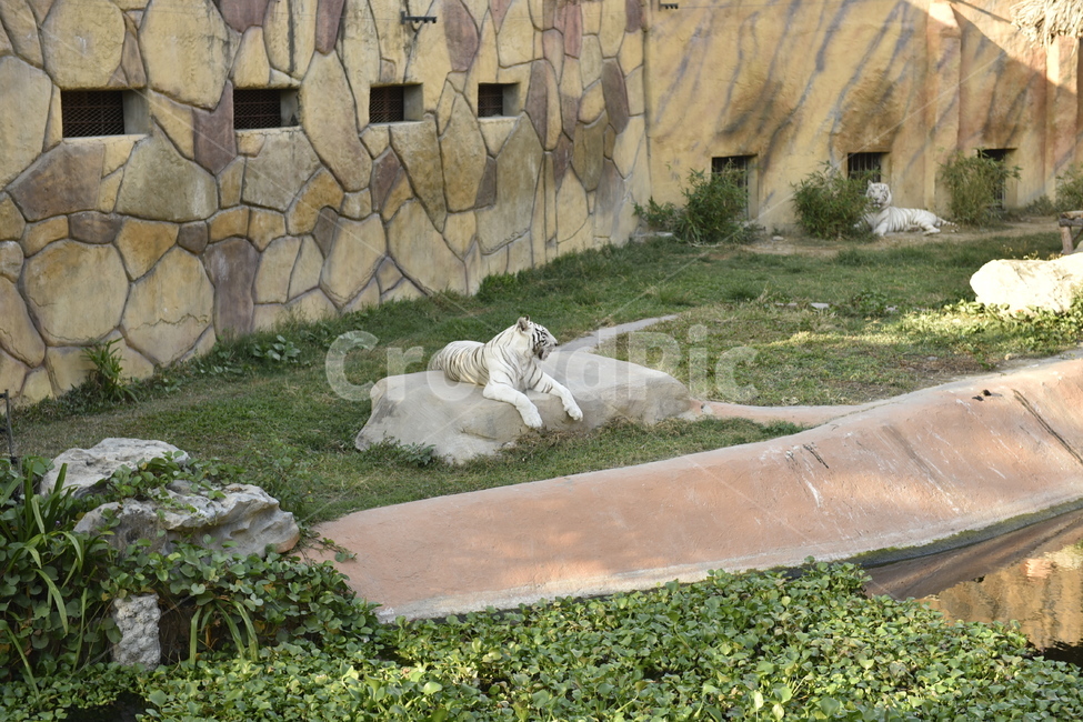 호랑이,동물,동물원,zoo,animal,동물,animal,포유류,mammal