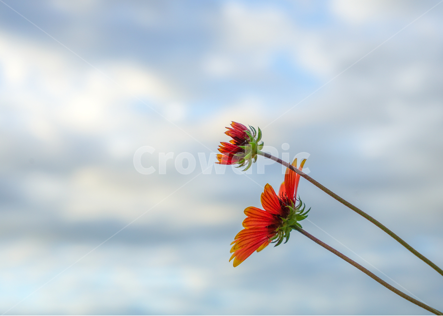 코스모스,꽃,식물,자연,감성,하늘,식물,자연,plants,nature,꽃,flower
